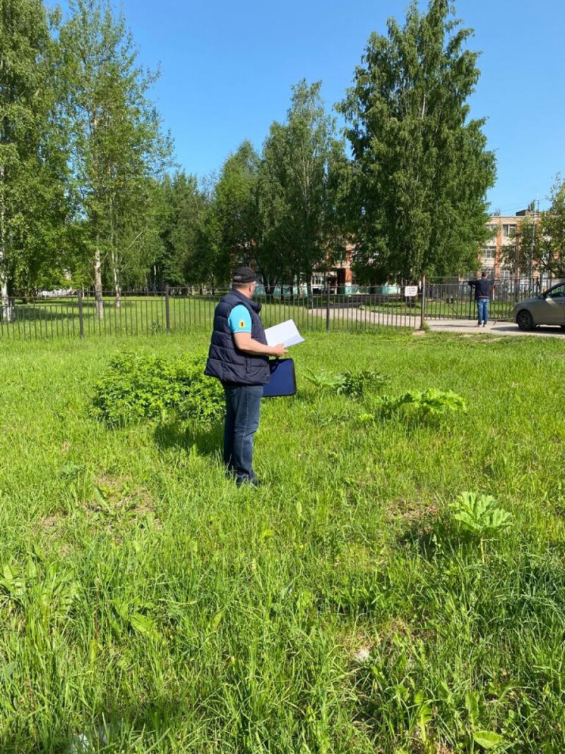 Борщевик у школы и детского сада в г.Ярославле - УПОЛНОМОЧЕННЫЙ ПРИ  ПРЕЗИДЕНТЕ РОССИЙСКОЙ ФЕДЕРАЦИИ ПО ПРАВАМ РЕБЕНКА