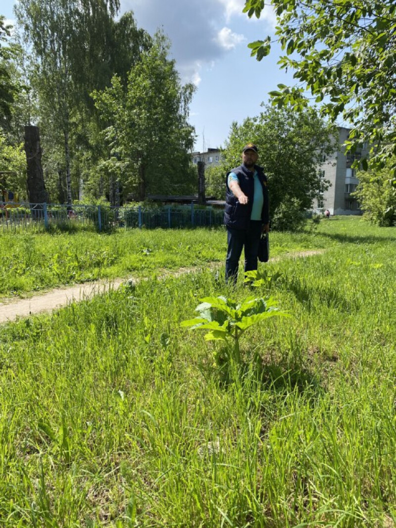 Борщевик у школы и детского сада в г.Ярославле - УПОЛНОМОЧЕННЫЙ ПРИ  ПРЕЗИДЕНТЕ РОССИЙСКОЙ ФЕДЕРАЦИИ ПО ПРАВАМ РЕБЕНКА